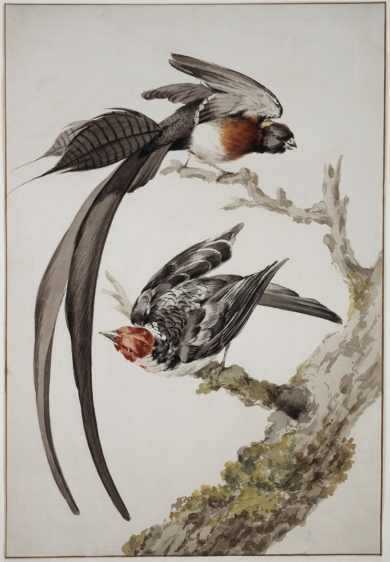 Aert Schouman - A Long-Tailed Paradise Whydah (Vidua paradisaea) and a Red-Cowled Cardinal (Paroaria dominicana)