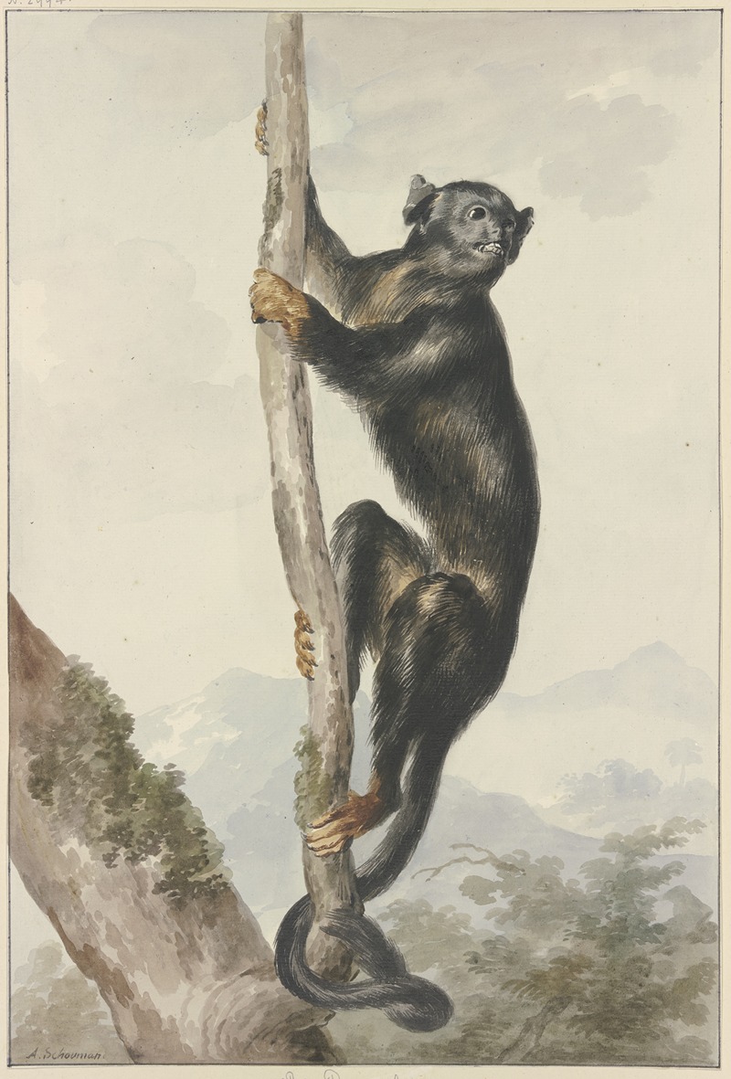 Aert Schouman - A Peruvian Spider Monkey (Ateles chamek), 1759