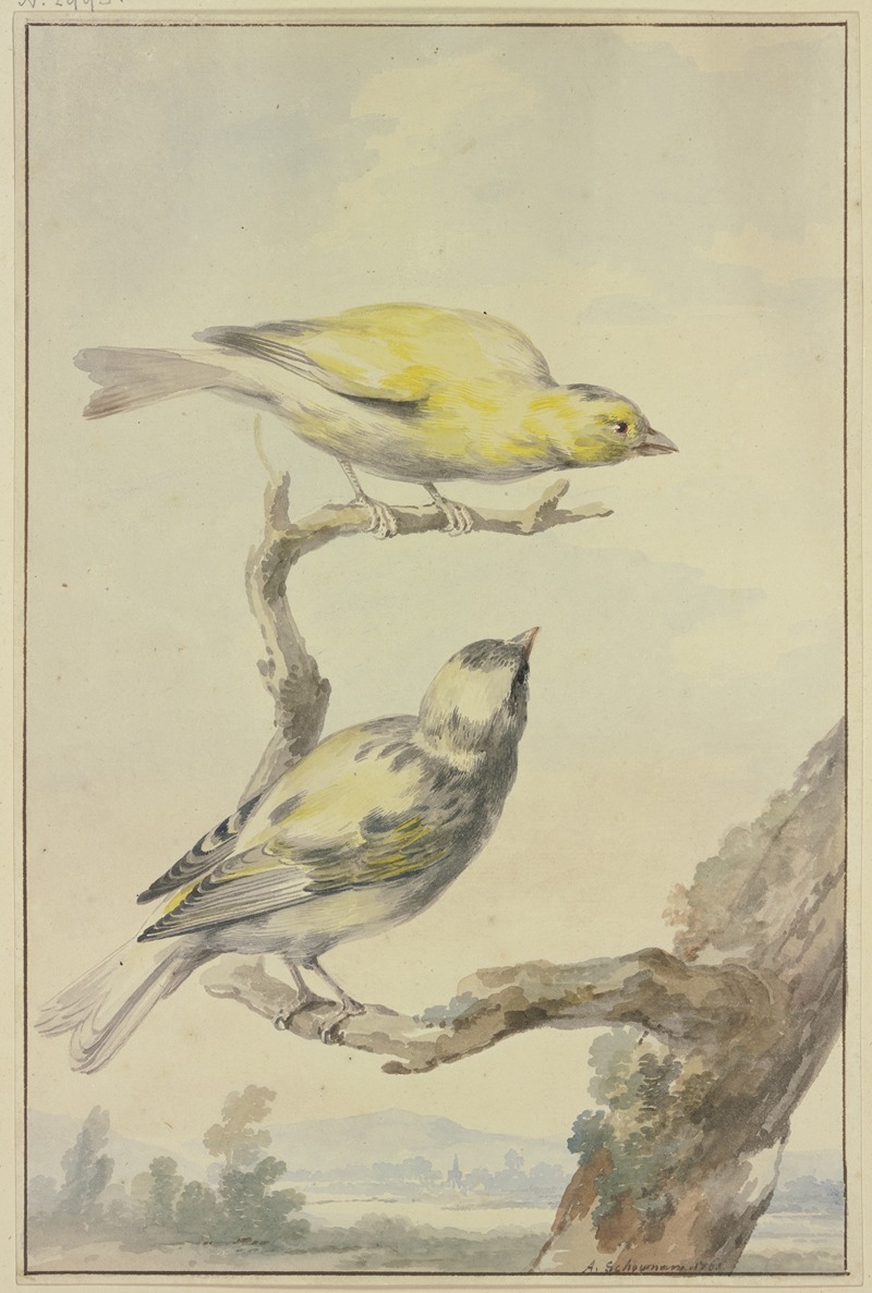Aert Schouman - Two canaries