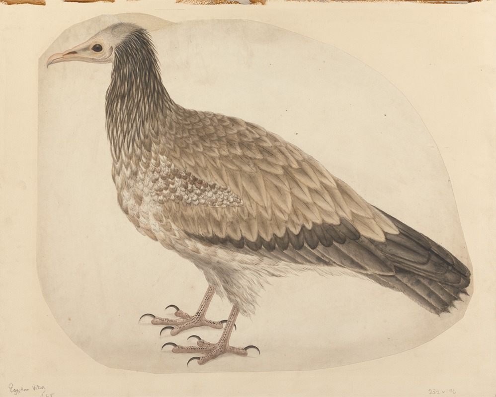 Charles Collins - Egyptian Vulture