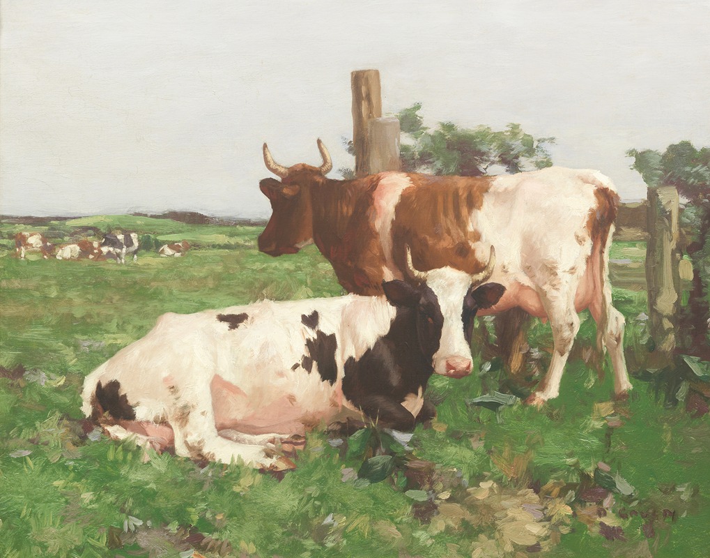 David Gauld - Ayrshire Cattle
