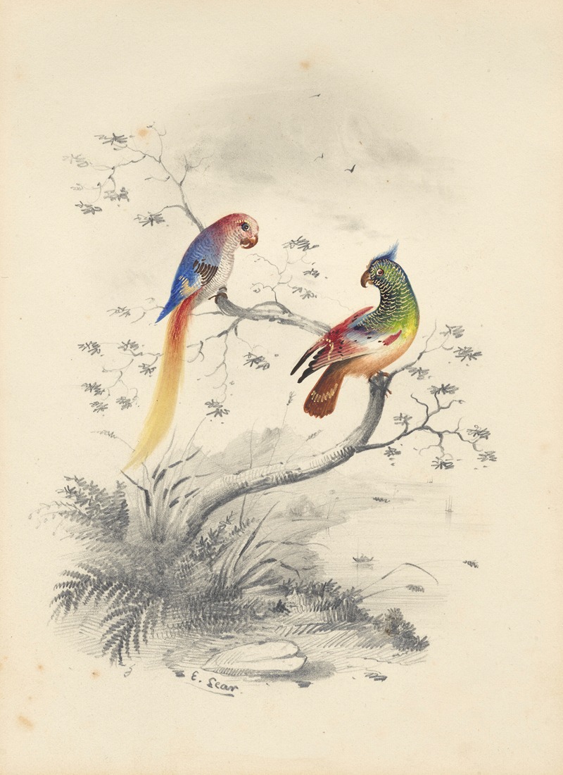 Edward Lear - A pair of parrots
