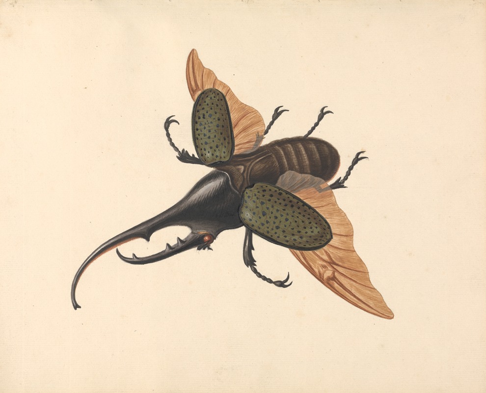 George Edwards - Hercules Beetle