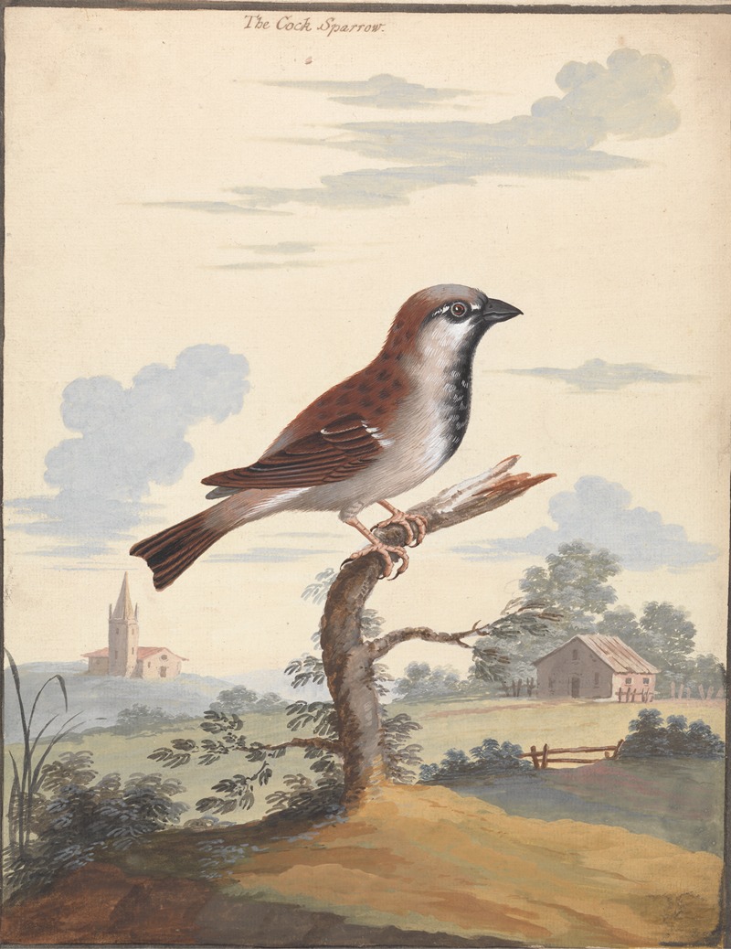George Edwards - The Cock Sparrow