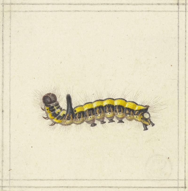 Herman Henstenburgh - A yellow caterpillar