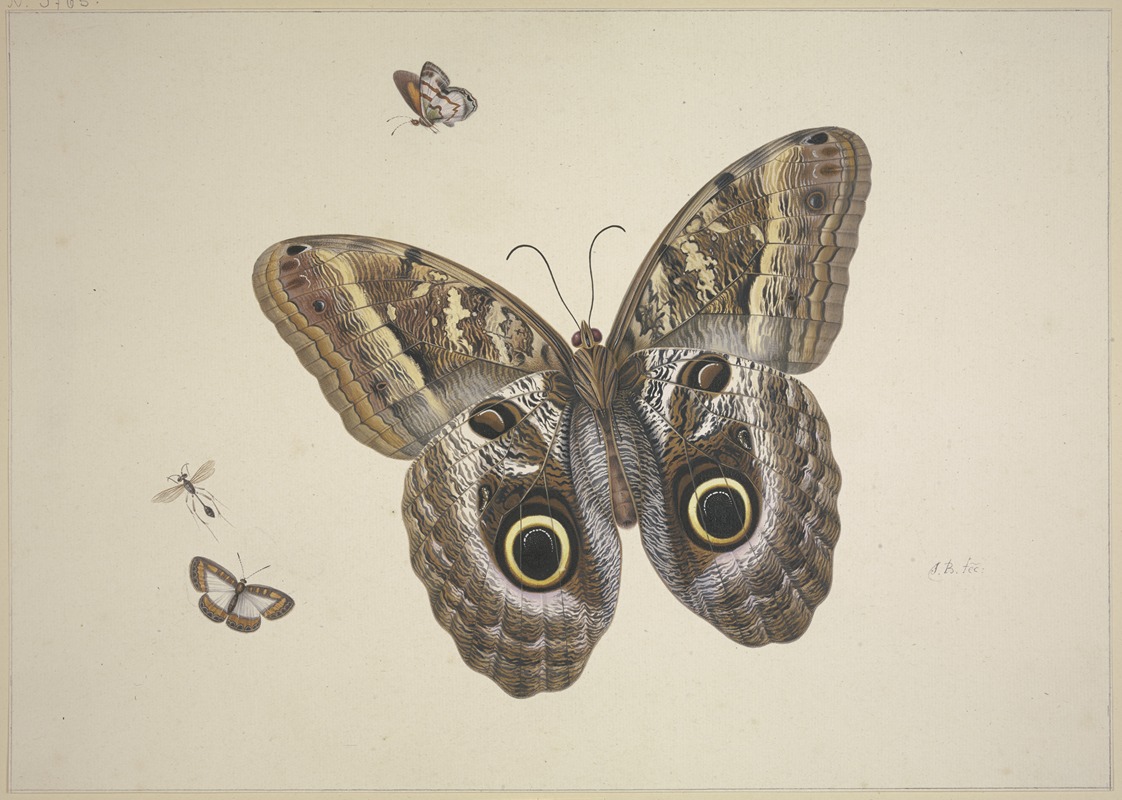 Herman Henstenburgh - Ein großer brauner Schmetterling, zwei kleine und ein Insekt