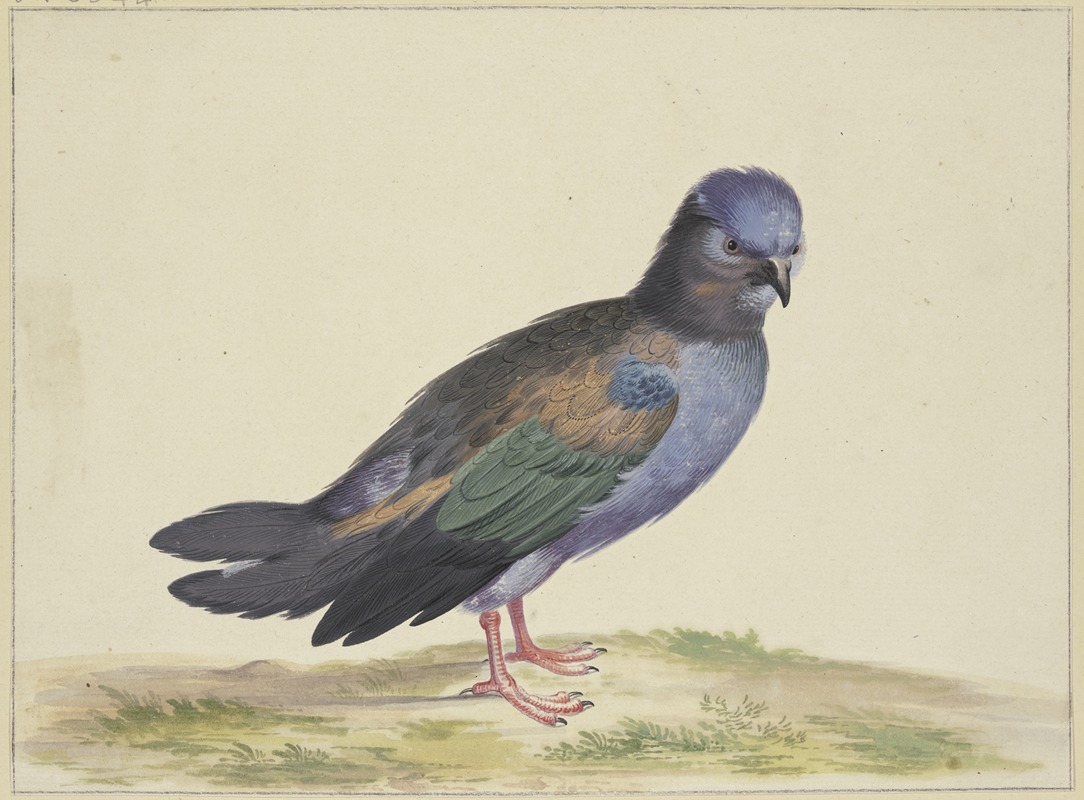 Herman Henstenburgh - Eine blaue Taube mit grünen und schwarzen Flügeln
