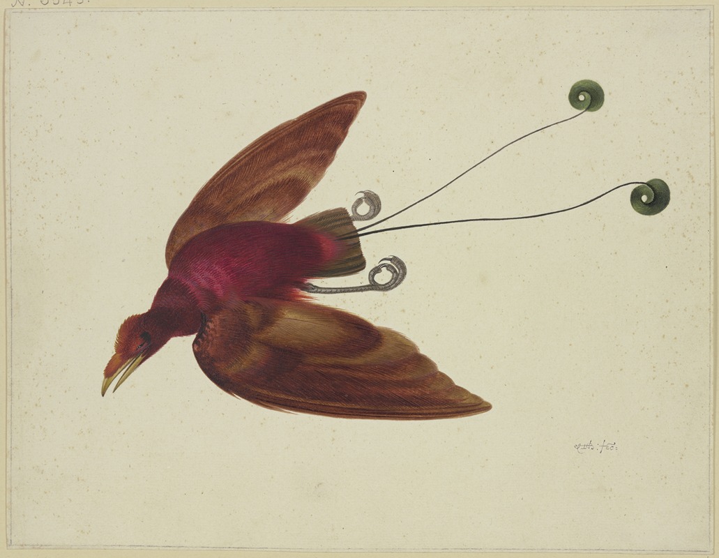 Herman Henstenburgh - Flying bird of paradise