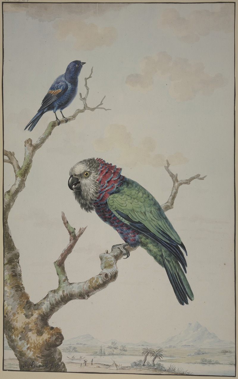 Jabes Heenck - A Red-Fan Parrot (Deroptyus accipitrinus) and a Tawny-Shouldered Blackbird (Agelaius humeralis)