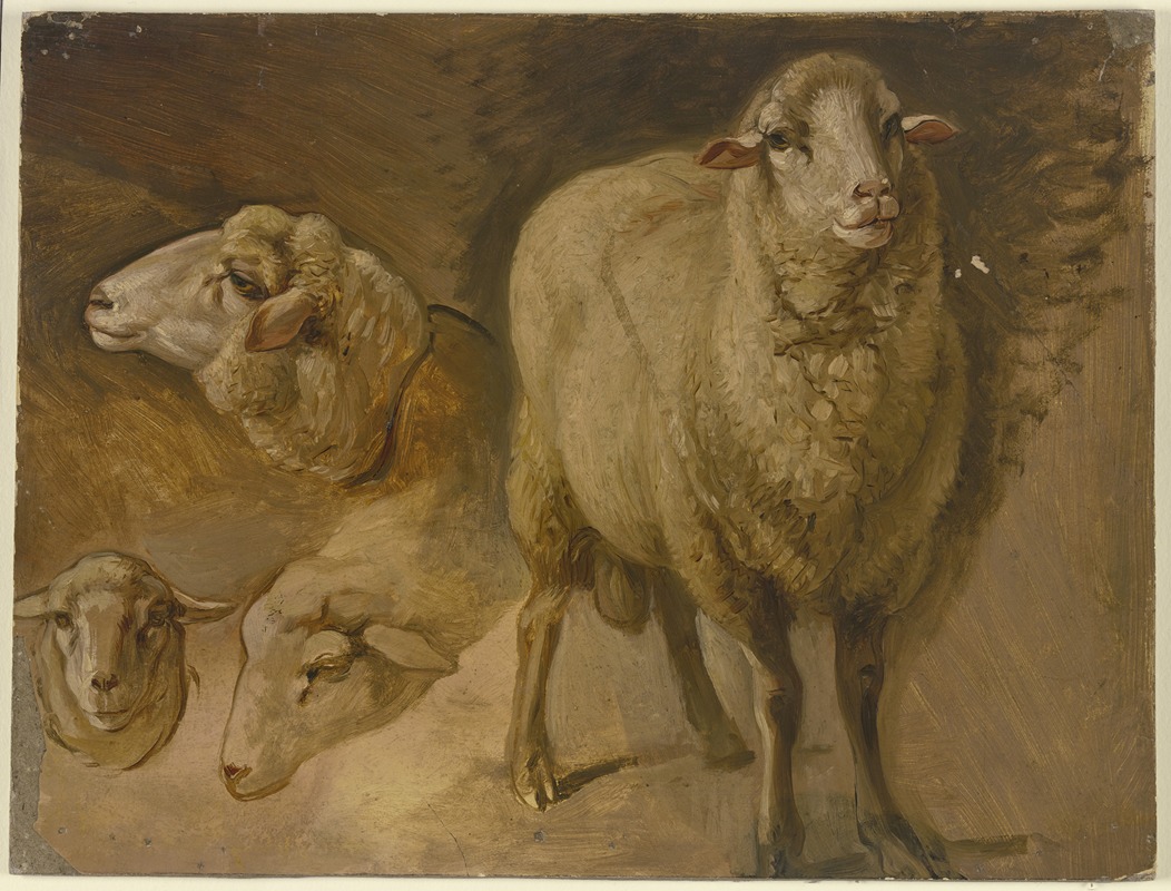 Jakob Becker - Sheep