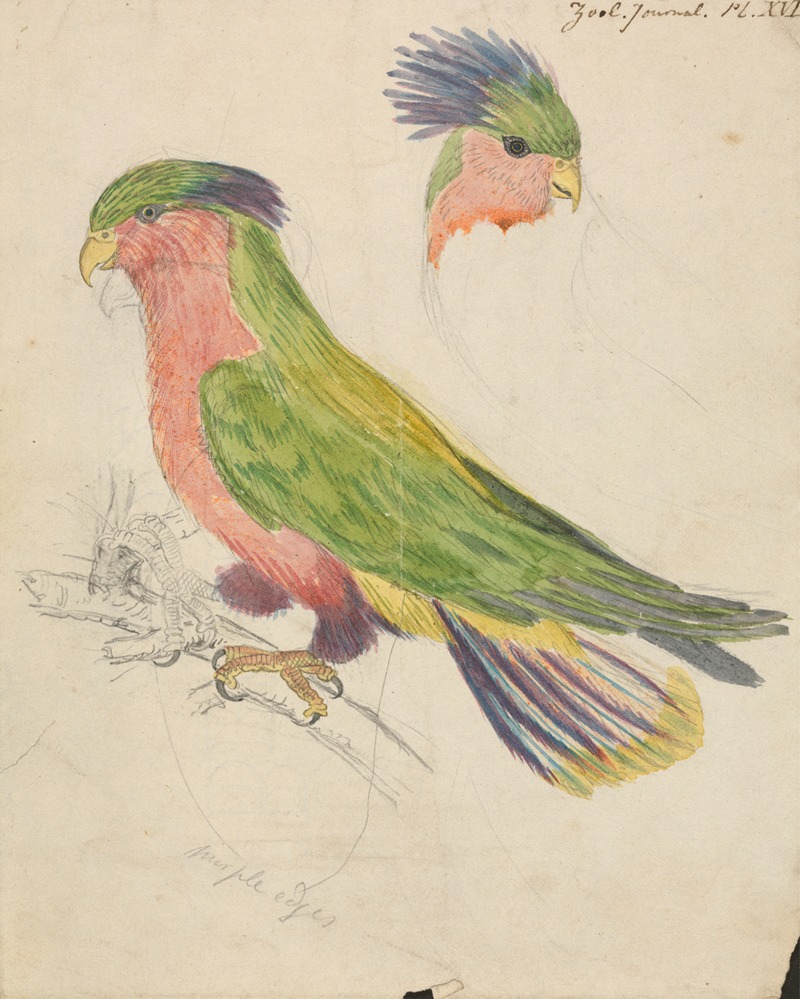 James de Carle Sowerby - A Cockatoo
