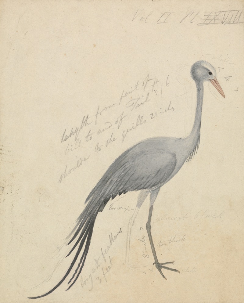 James de Carle Sowerby - A Crane