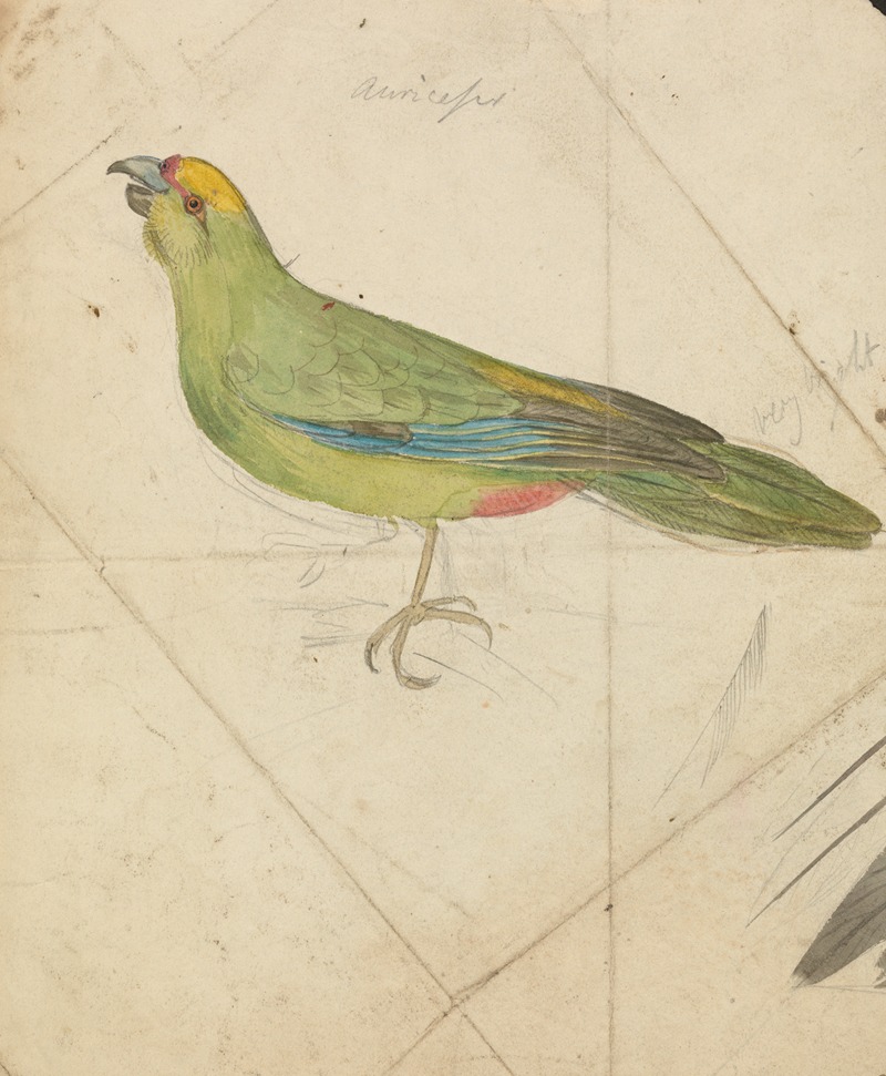 James de Carle Sowerby - A Parrot