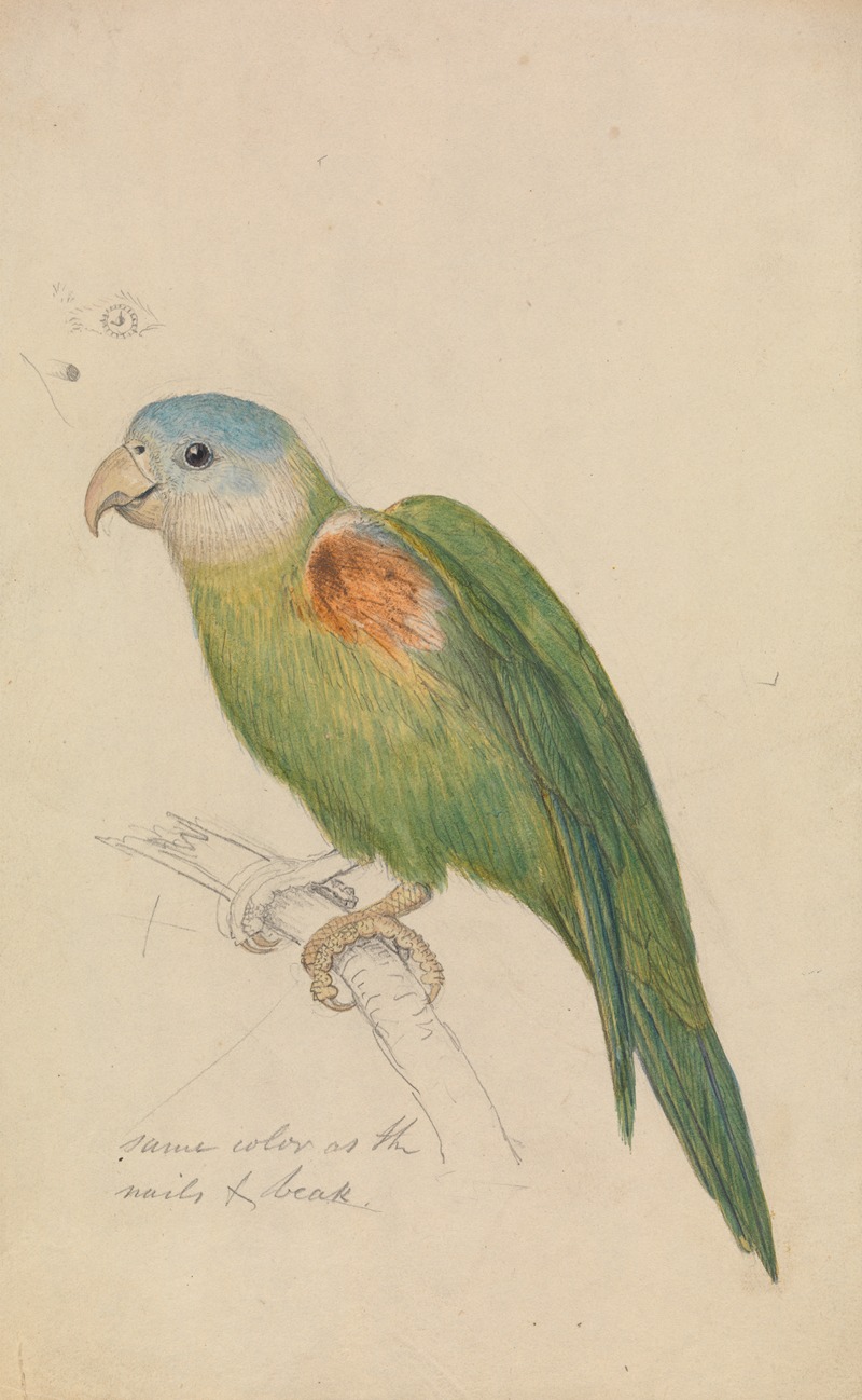 James de Carle Sowerby - A Parrot
