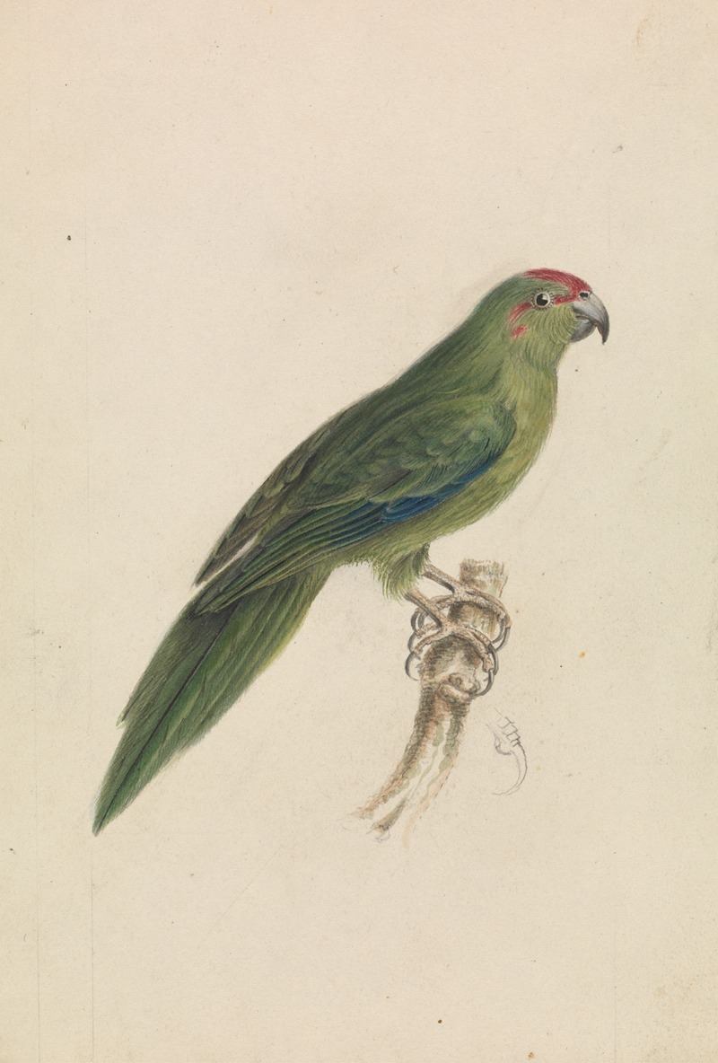 James de Carle Sowerby - A Parrot