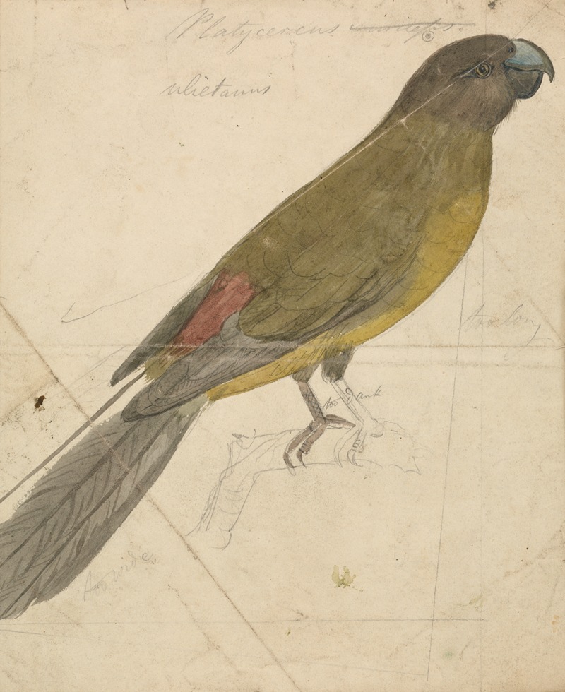 James de Carle Sowerby - A Parrot