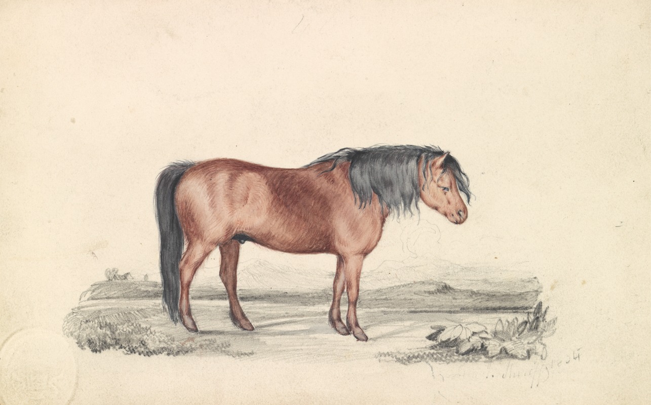 James Stewart - Shetland Pony