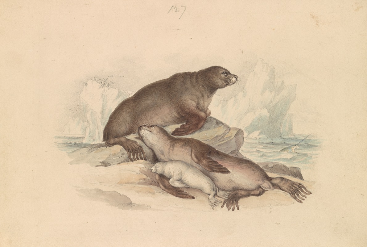 James Stewart - Steller Sea Lion