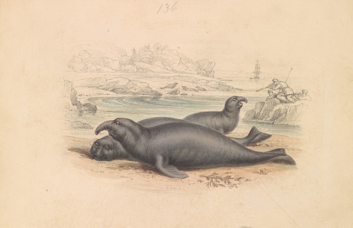 James Stewart - The Elephant Seal