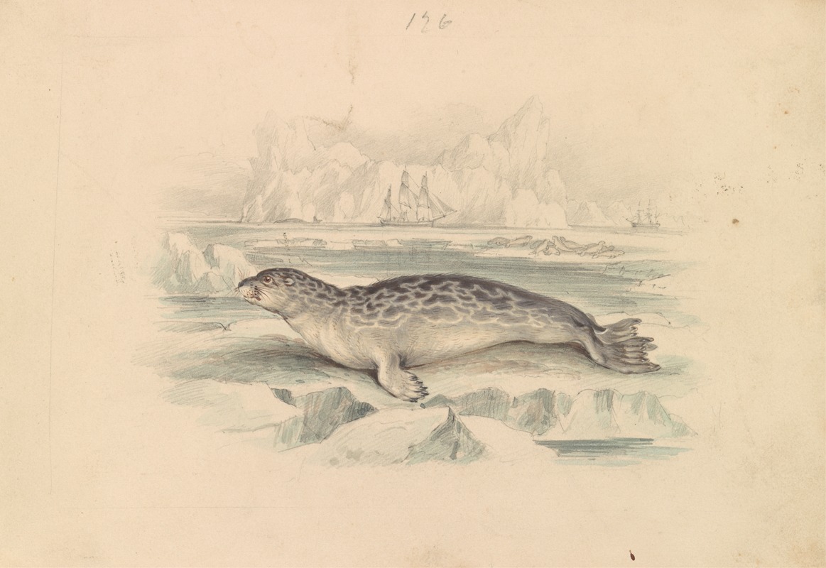 James Stewart - The Ringed Seal