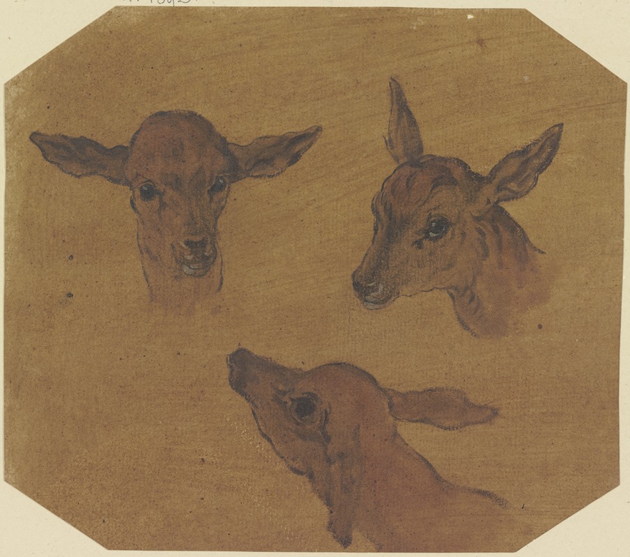 Johann Melchior Roos - Three doe heads