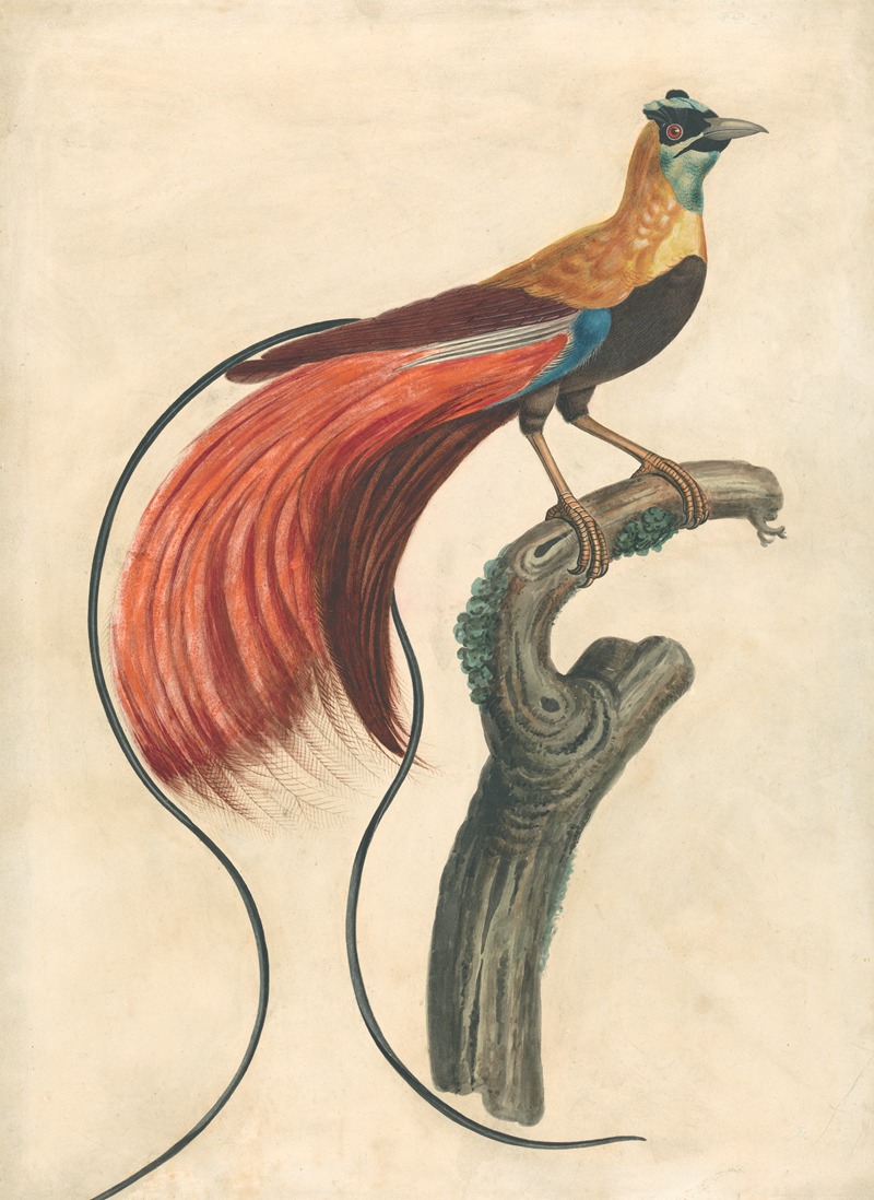 John Collet - Red-Plumed Bird-of-Paradise (Paradisea Apoda Raggiana), Southeastern New Guinea