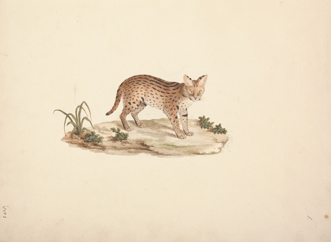 Luigi Balugani - African Wildcat or Serval