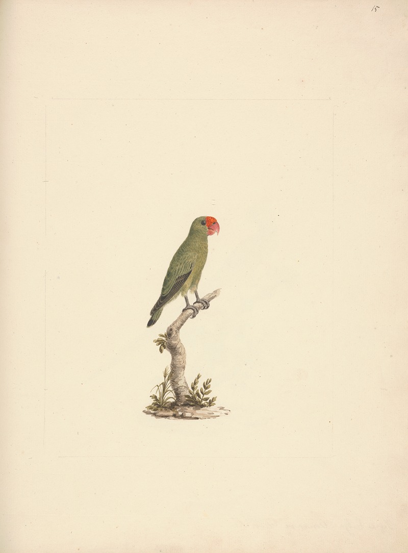 Luigi Balugani - Agapornis taranta (Black-winged Lovebird)