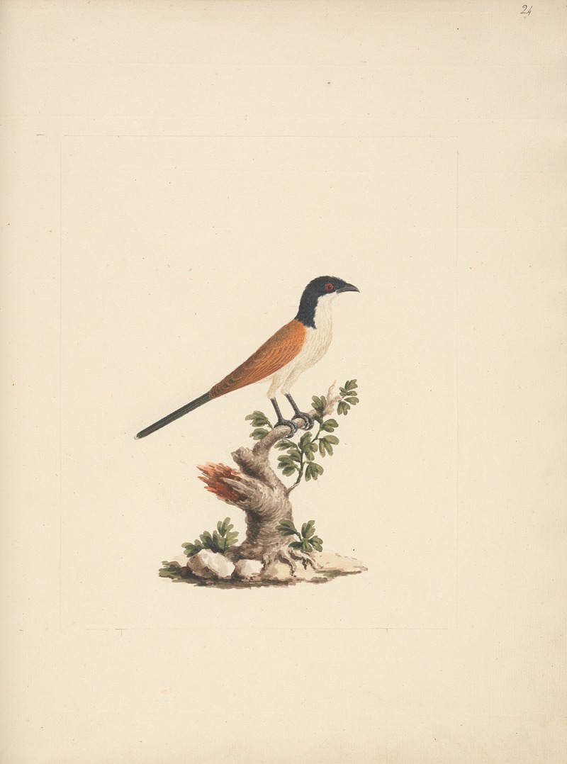 Luigi Balugani - Centropus monachus (Blue-Headed Coucal)