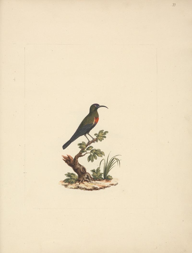 Luigi Balugani - Chalcomitra senegalensis (Scarlet Chested Sunbird) 2