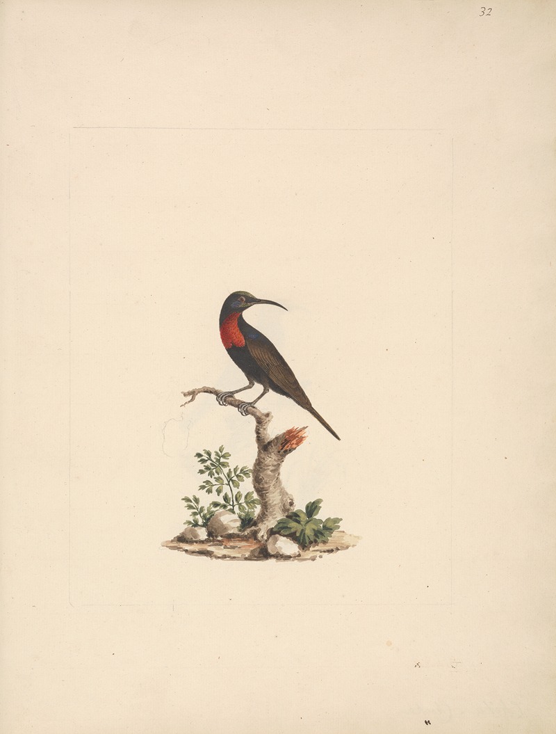 Luigi Balugani - Chalcomitra senegalensis (Scarlet Chested Sunbird)