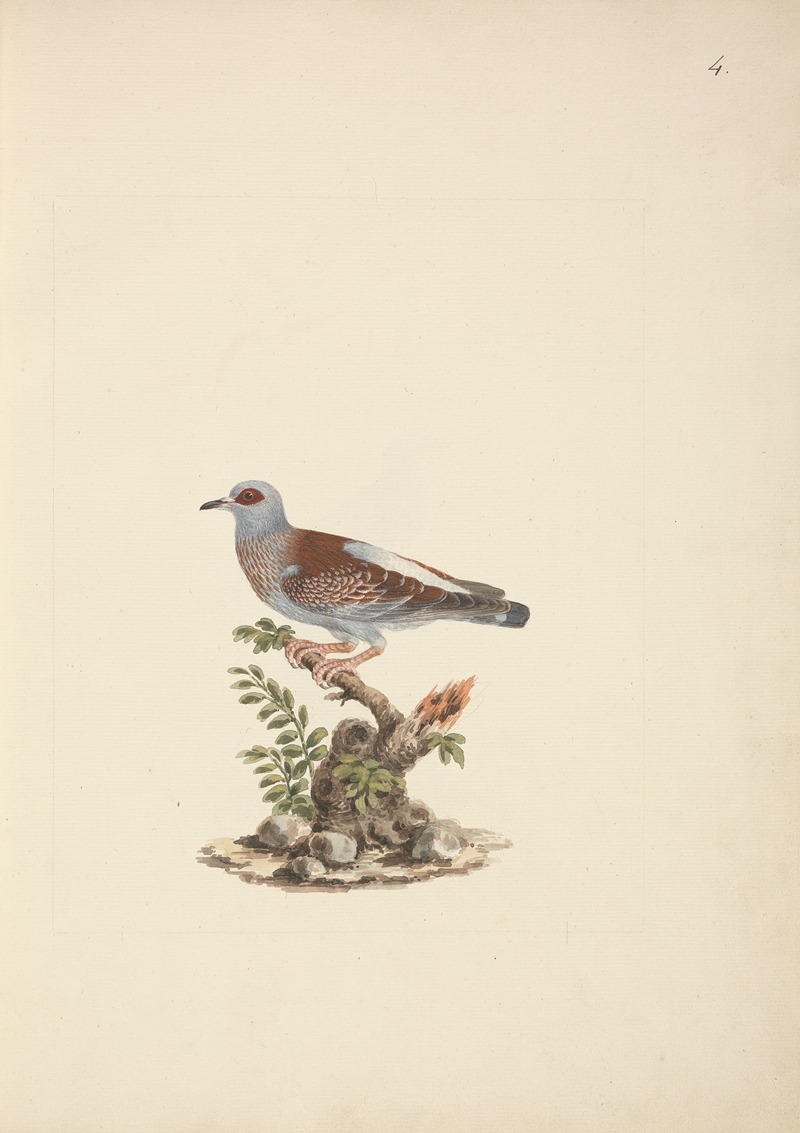 Luigi Balugani - Columba guinea (Speckled Pigeon, African Rock Pigeon)