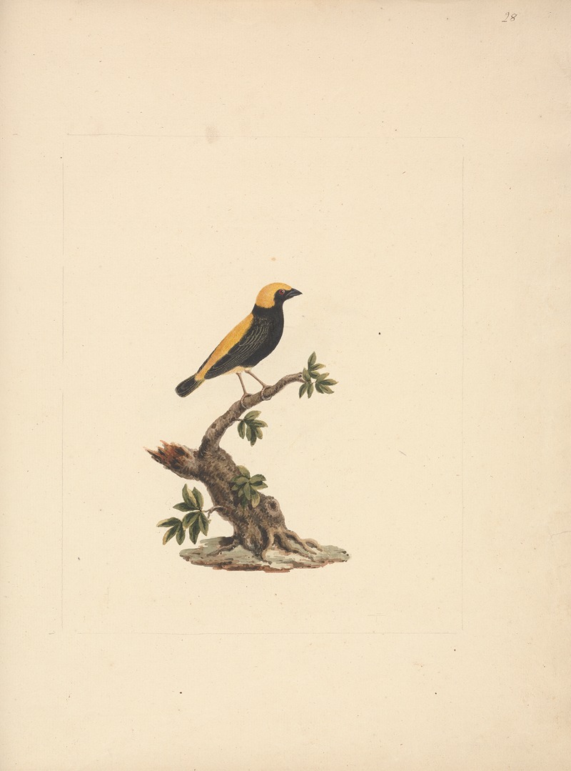 Luigi Balugani - Euplectes afer (Yellow-Crowned Bishop)