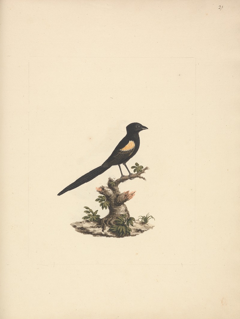 Luigi Balugani - Euplectes axillaris (Fan-tailed widowbirds)