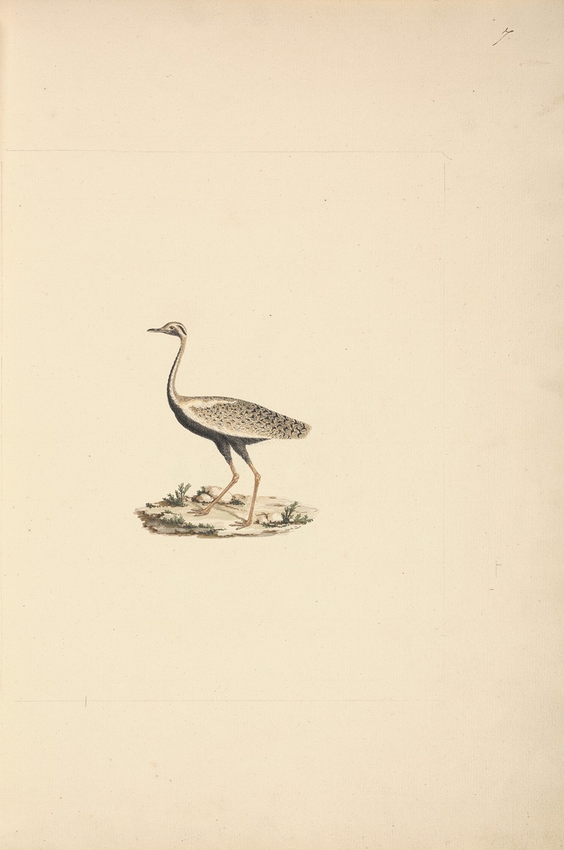 Luigi Balugani - Lissotis hartlaubii (Hartlaub’s Bustard)