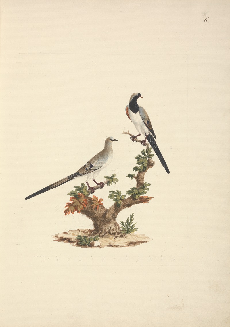 Luigi Balugani - Oena capensis (Namaqua Dove)