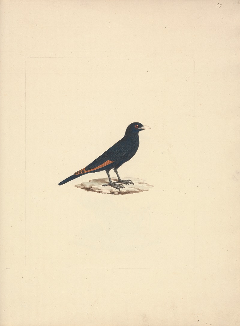 Luigi Balugani - Onychognathus albirostris (White Billed Starling)