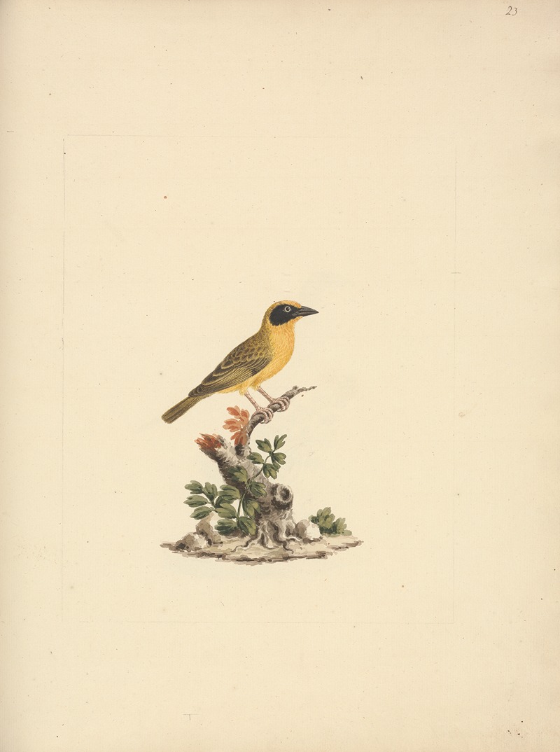 Luigi Balugani - Ploceus ocularis (Spectacled Weaver)