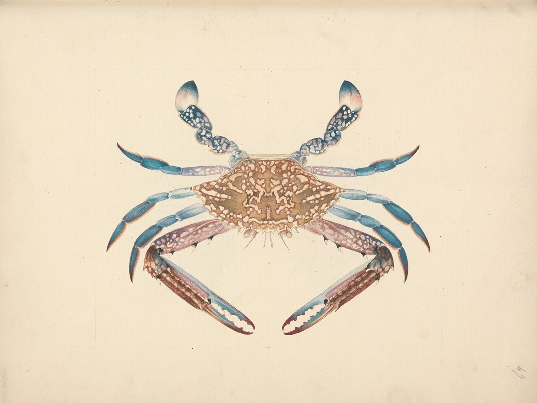 Luigi Balugani - Portunua pelagicus (Blue Crab)