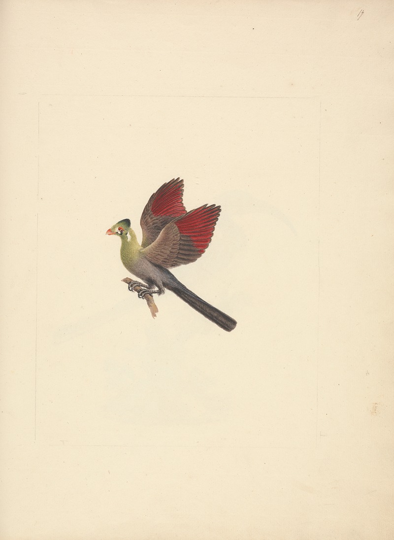 Luigi Balugani - Tauraco leucotis (White-cheeked Turaco)