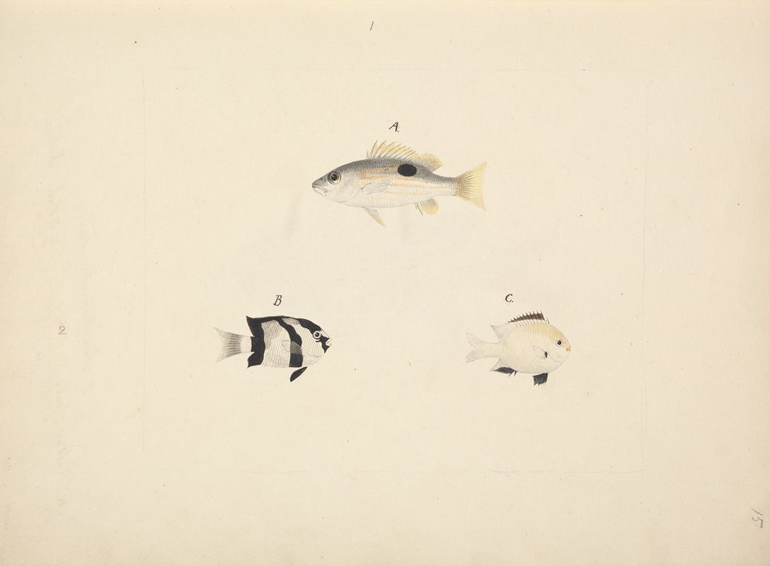 Luigi Balugani - Three Unidentified Fish