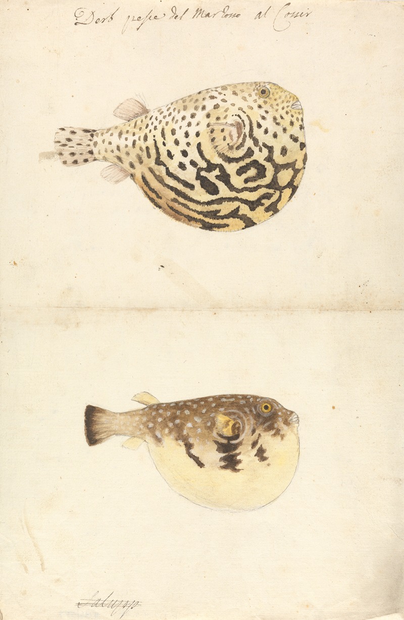 Luigi Balugani - Two Blowfish