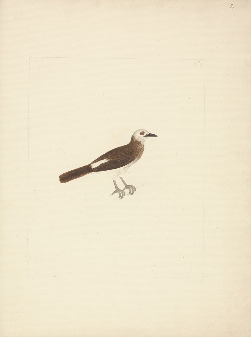 Luigi Balugani - Unidentified Bird