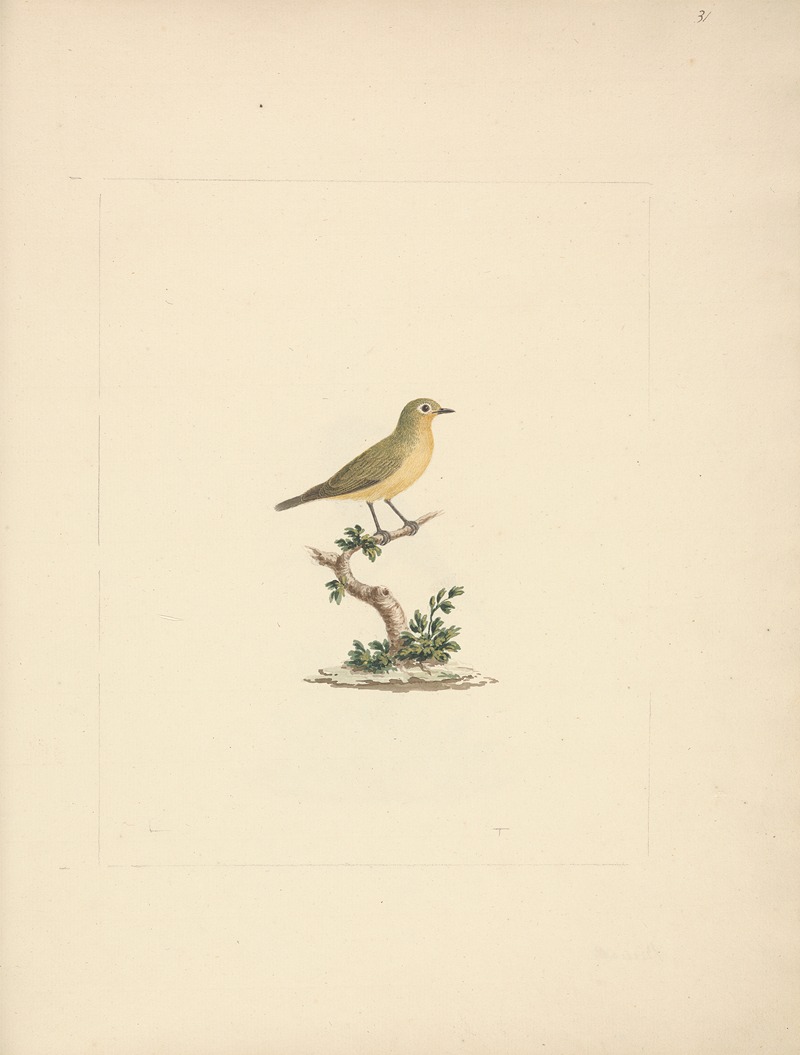 Luigi Balugani - Unidentified Bird