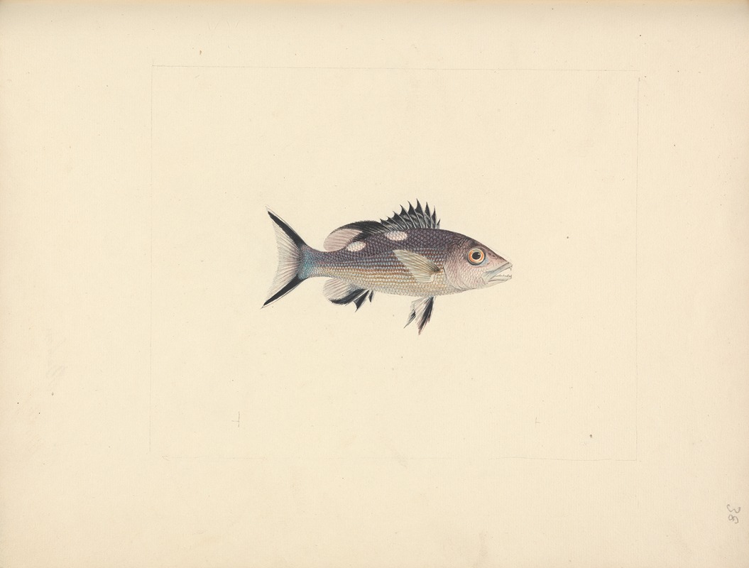 Luigi Balugani - Unidentified Fish