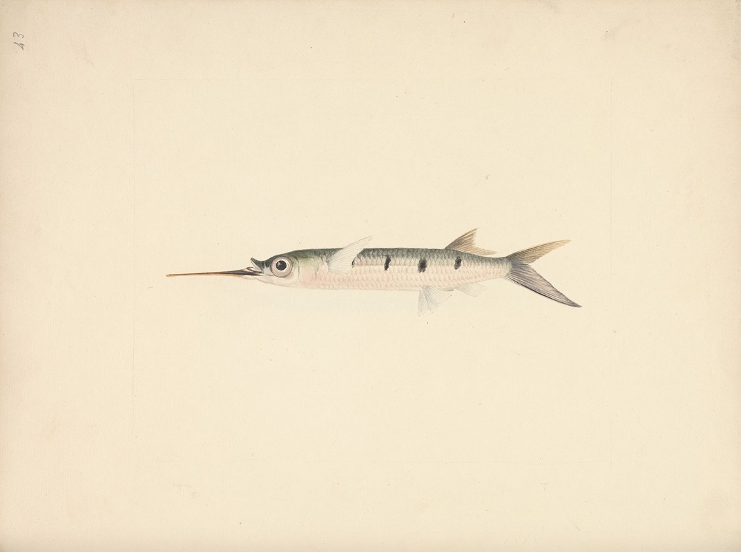 Luigi Balugani - Unidentified Fish