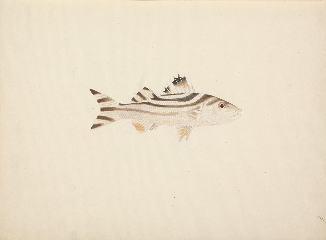 Luigi Balugani - Unidentified Fish