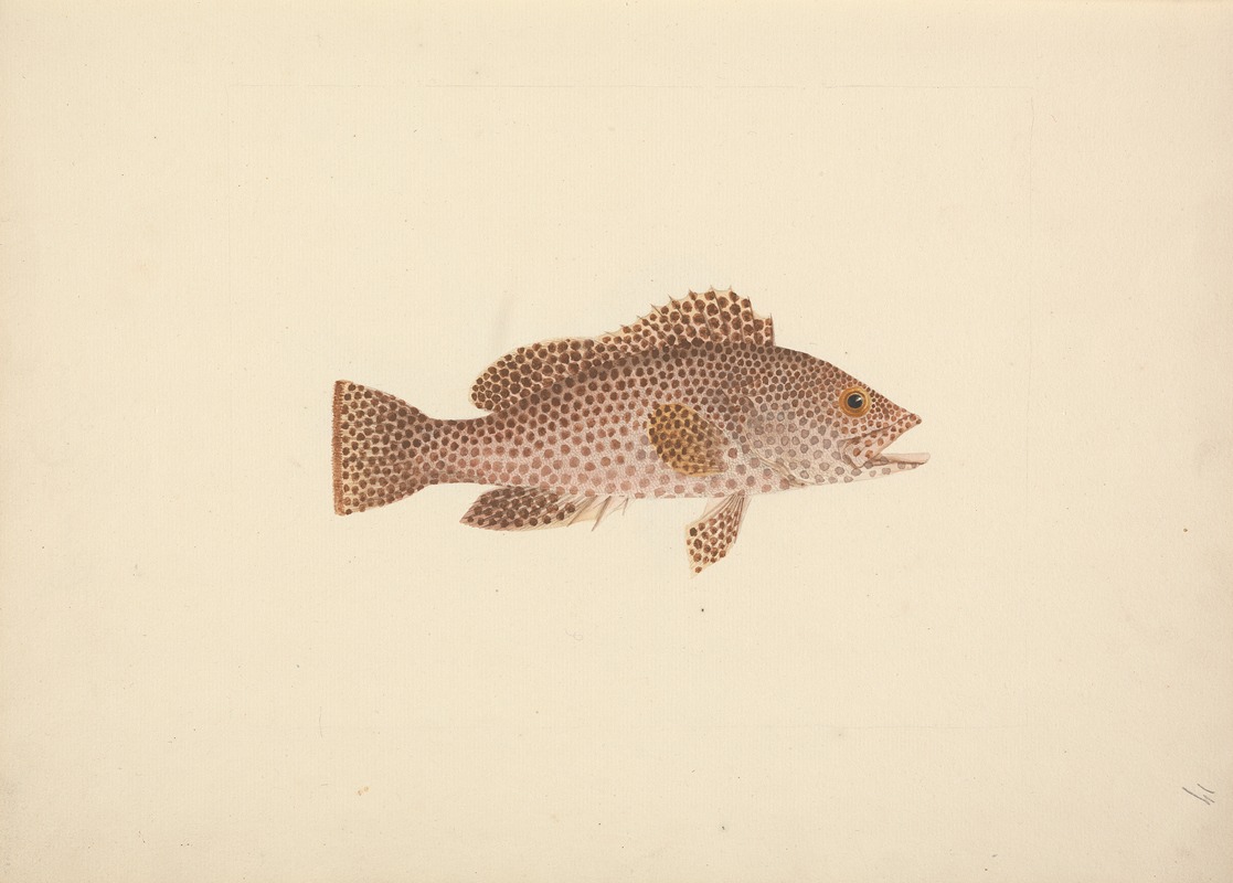 Luigi Balugani - Unidentified Fish
