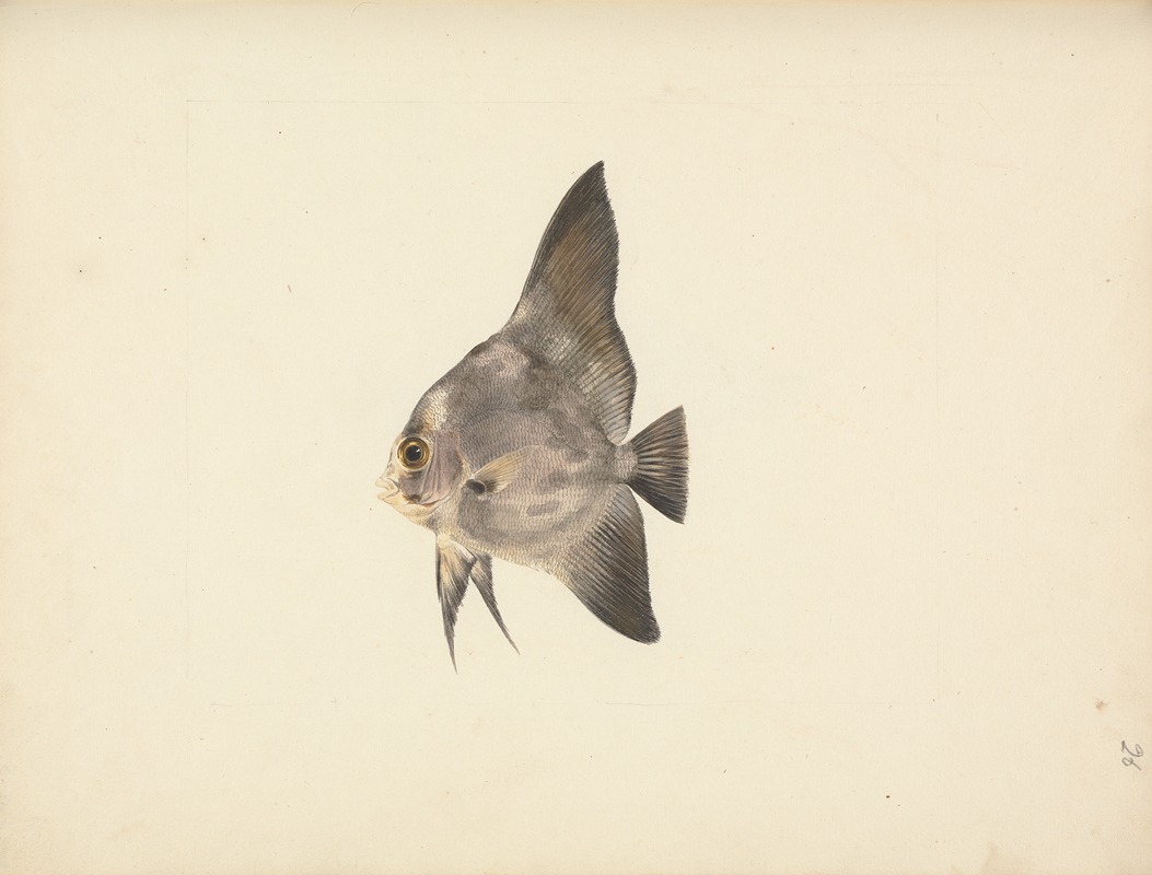 Luigi Balugani - Unidentified Fish