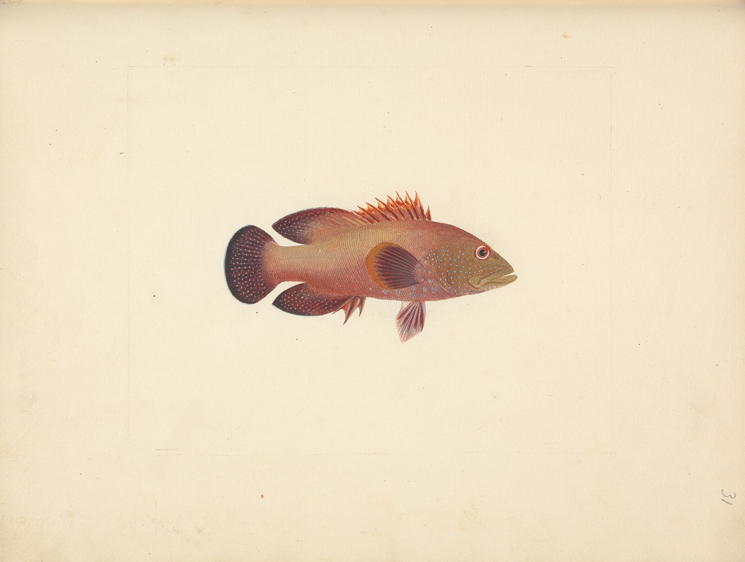 Luigi Balugani - Unidentified Fish